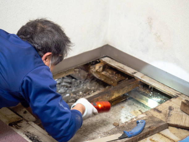 Best Mold Cleaning Services  in Pupukea, HI