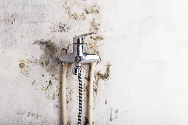 Best Commercial Mold Removal  in Pupukea, HI