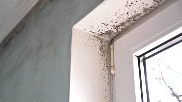 Mold Removal Process in Pupukea, HI