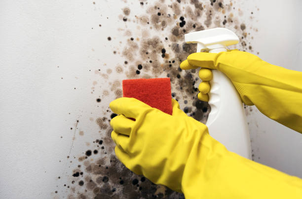 Best Crawl Space Mold Removal  in Pupukea, HI