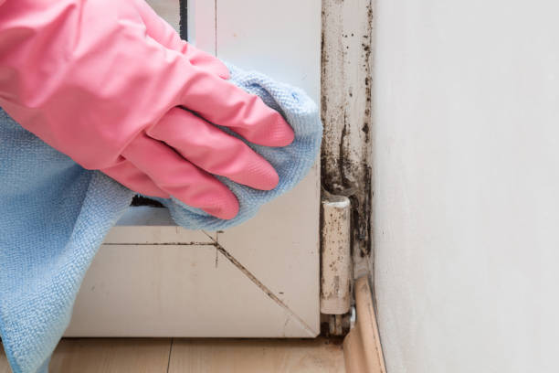 Best Mold Cleaning Services  in Pupukea, HI